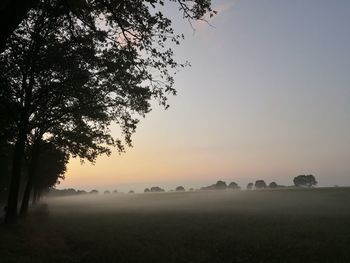 Trees on field against sky during sunset