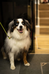 Portrait of dog sitting on floor