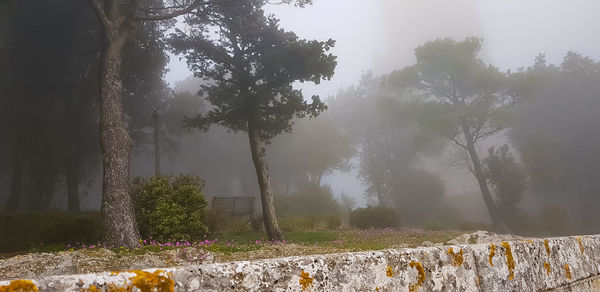 Trees by plants against sky