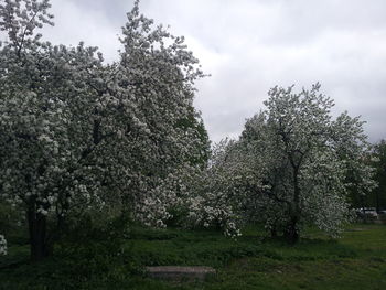 Trees against sky