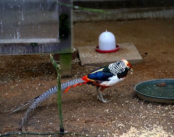 Close-up of bird perching on a water