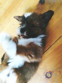 High angle view of dog lying on floor