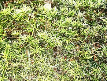 Full frame shot of plants