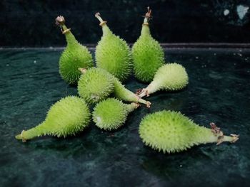 Close-up of plant growing in lake