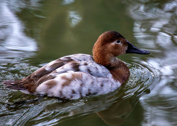 Duck swimming in lake