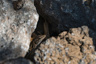View of sicilian wall lizard peeking through rocks on sunny day