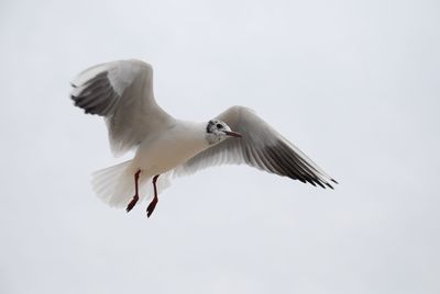 Low angle view of seagull flying against clear sky