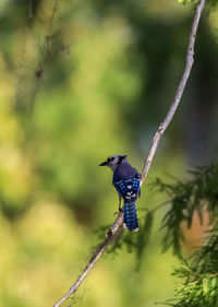 Blue jay bird cyanocitta cristata perched in a tree in naples, florida