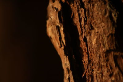 Close-up of tree trunk against black background