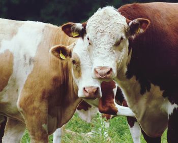Close-up of cows standing on field