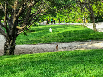 Trees on field in park