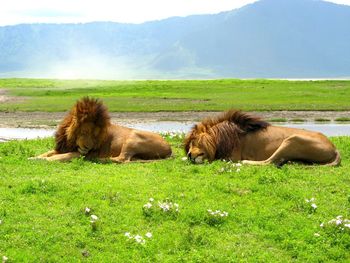 Two male lions sleeping in a meadow in tanzania.