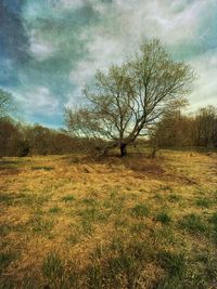 Bare tree on field against sky