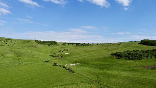 Scenic view of green landscape with sheeps grazing