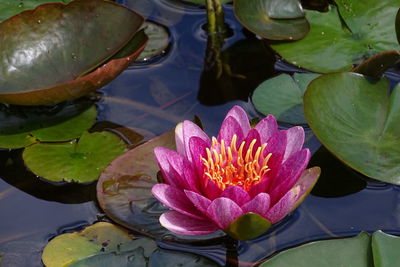 Close-up of lotus water lily in pond