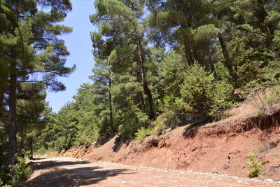 Trees in forest