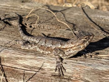 Close-up of lizard on tree