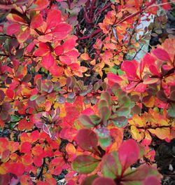 Close-up of leaves on tree