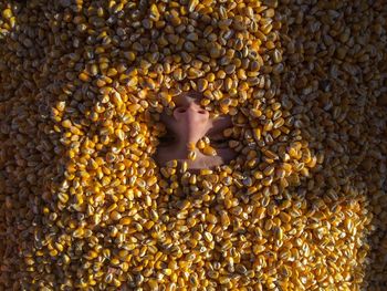 Directly above shot of child covered with corn kernels