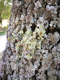 Close-up of lichen growing on tree trunk
