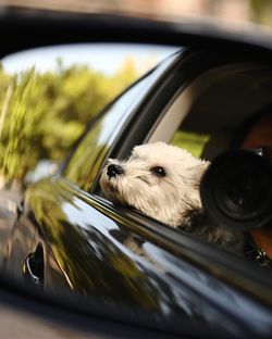 Dog in car