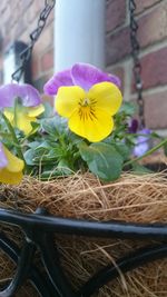 Close-up of yellow flower in pot