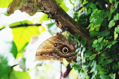 Close-up of butterfly on tree