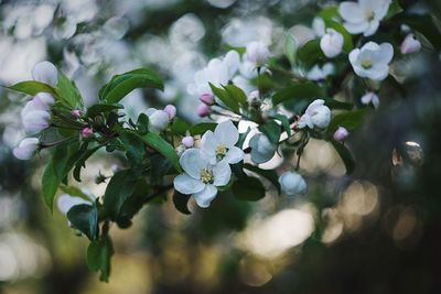 Close-up of white flowering plant