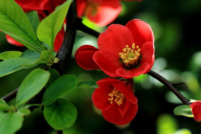 Close-up of red flowers