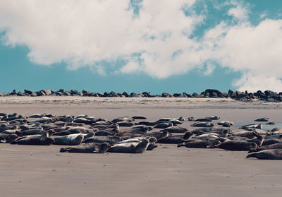 Flock of birds on beach against sky