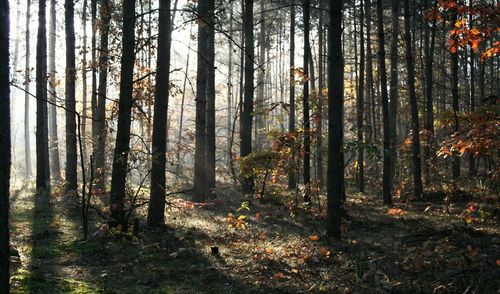 Trees in forest