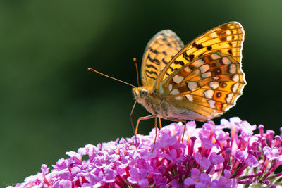 Close-up of butterfly pollinating on pink flower