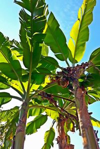 Low angle view of tree against sky