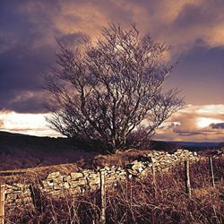 Bare trees on landscape against cloudy sky