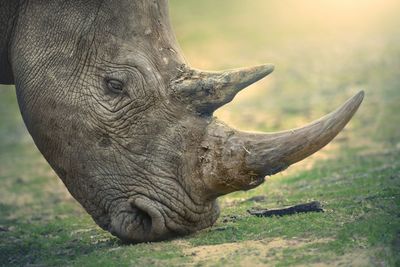 Close-up of elephant on field