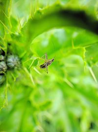 Close-up of insect on leaf