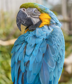 Close-up of a parrot