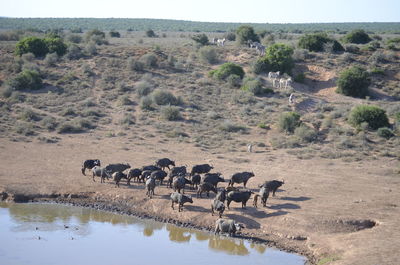 Scenic view of landscape