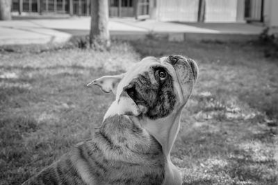 Dog looking away on field