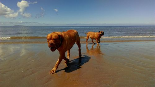 French mastiff and bulldog walking at beach against sky on sunny day