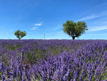 Scenic view of purple flowering plants on field against sky