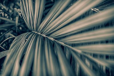 Full frame shot of palm leaf