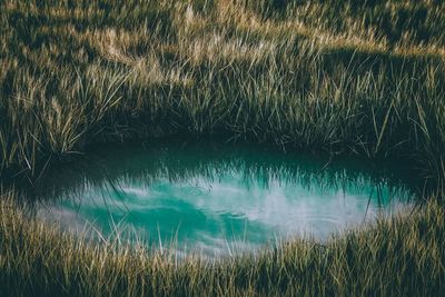 Close-up of grass on field by lake