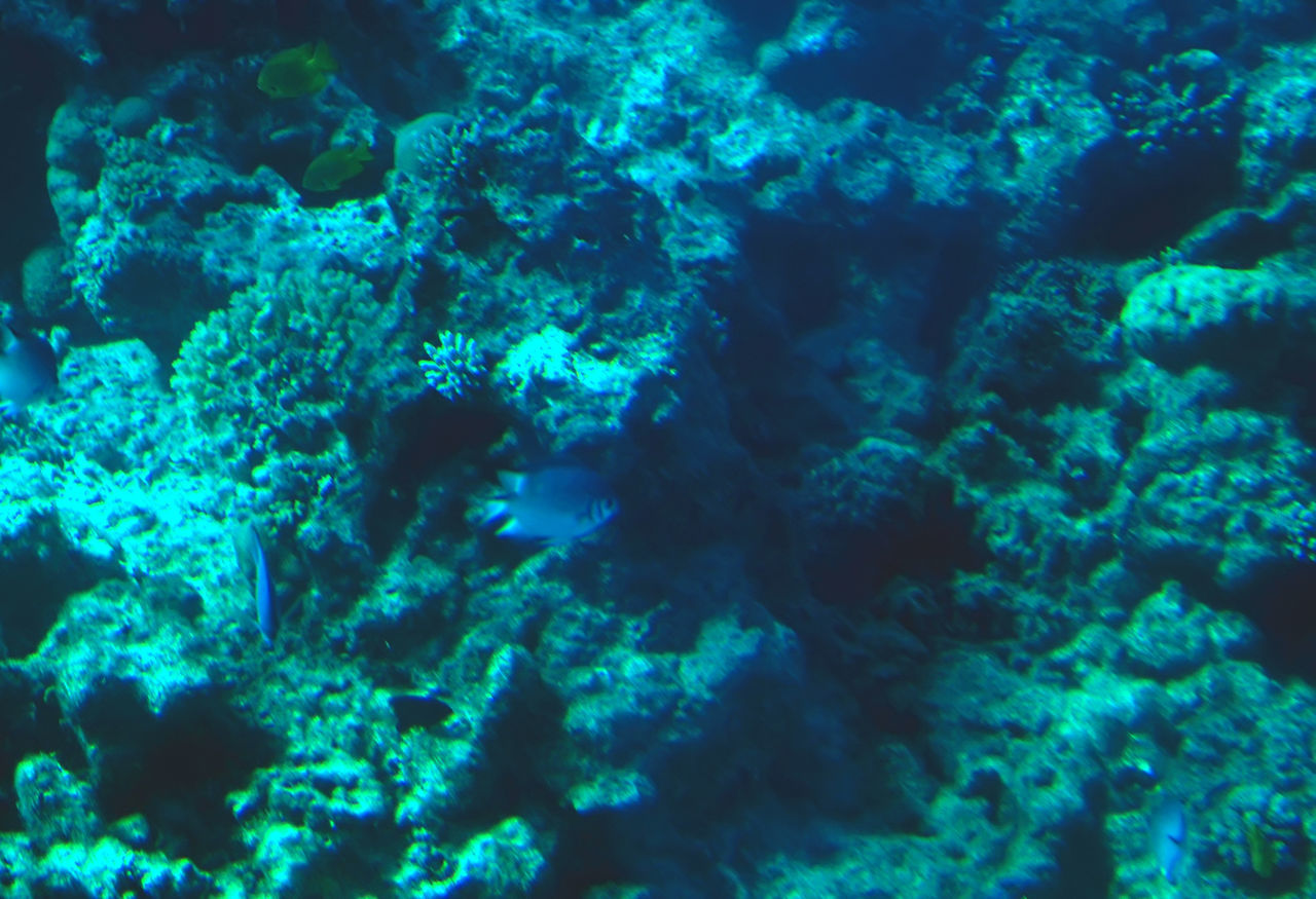 VIEW OF CORAL IN SEA