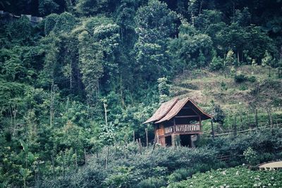 House amidst trees and plants in forest