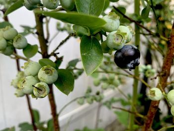 Close-up of berries growing on tree