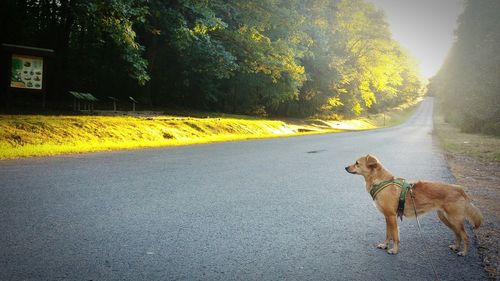 Dog on street in city