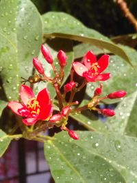 Close-up of pink flowers