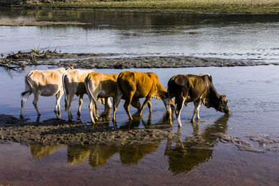 Horses in a lake