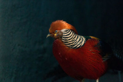 Close-up of bird